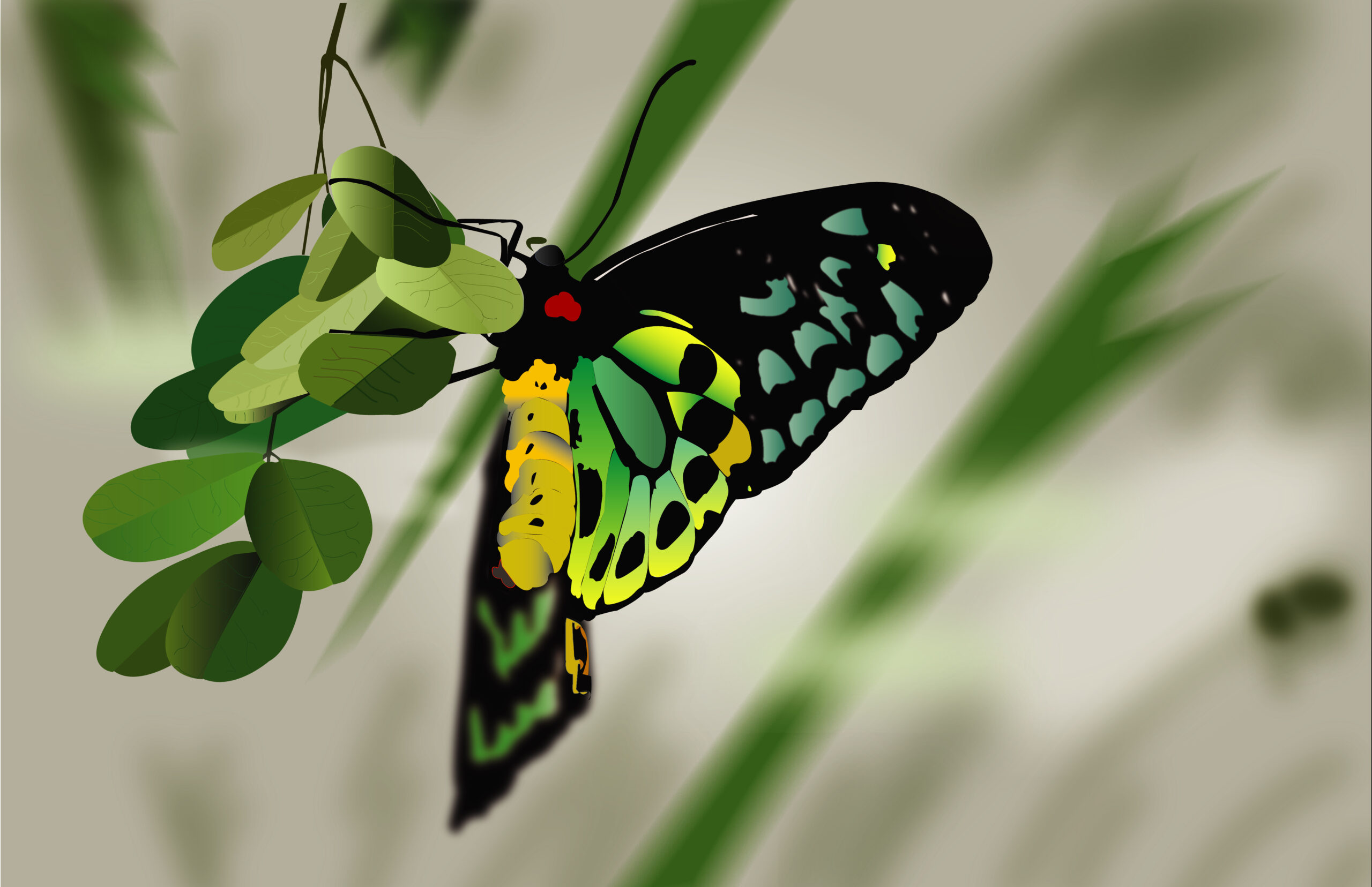 Butterfly-Photo-Illustration_Illustration